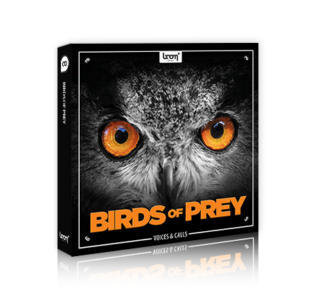 [BEHIND THE SCENES] Recording Birds Of Prey