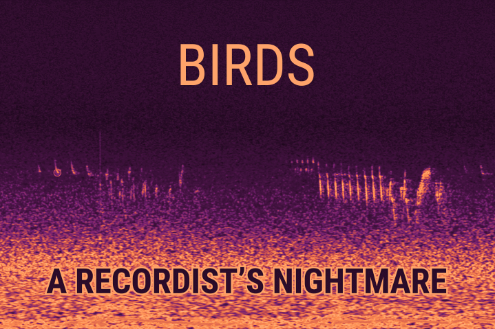 BOOM Library software plug-in debird manual cleaning